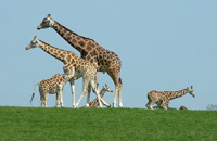 FOTA Wildlife Park - Descubre Cork y aprender el inglés